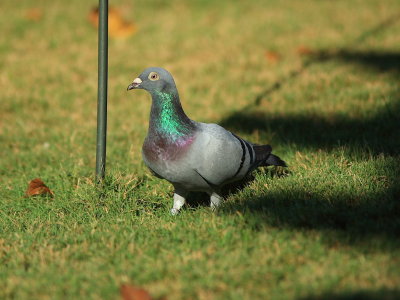 Cecil - The lost homing pigeon