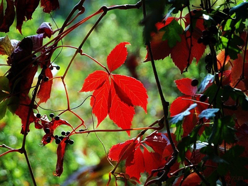 red autumn leaf