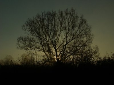 rising