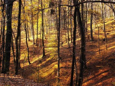 gold is flowing through a forrest