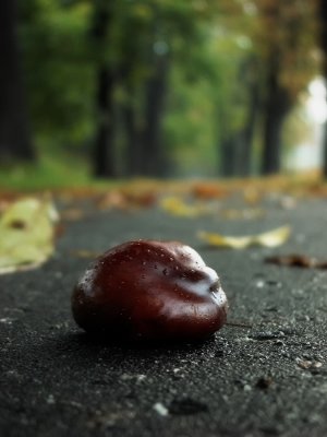 chestnut alley