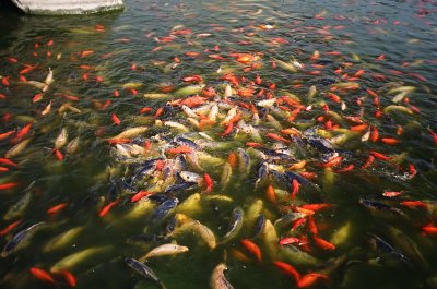 012 Chongsheng Temple Fish Pond 2.TIF