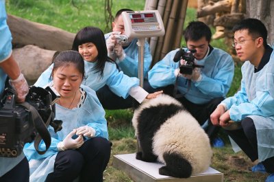 474 Giant Panda Breeding Research Base 6.TIF