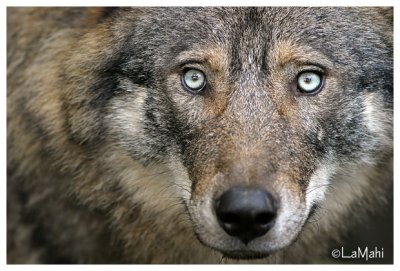 European wolf