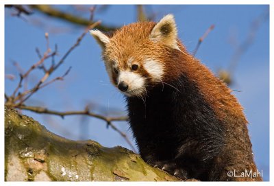 Red panda