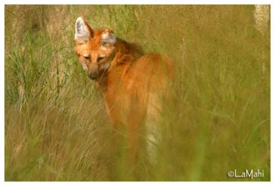 Maned wolf