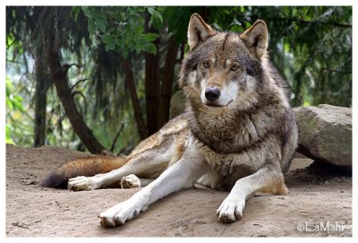 European wolf
