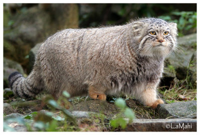 Manul