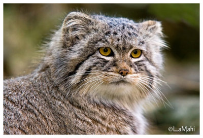 Manul