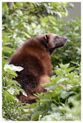 Wolverine