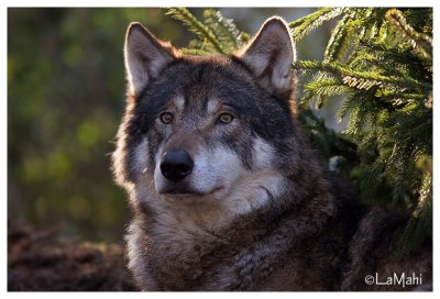 European wolf