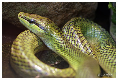 Green snake