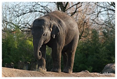 Asian elephant