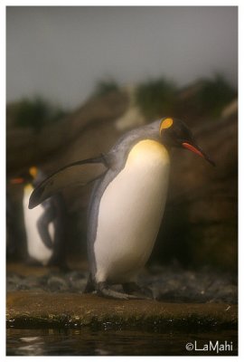 King penguin (soft focus)