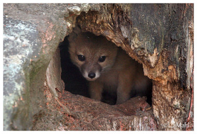 Swift fox