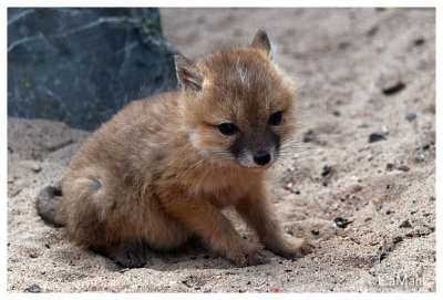 Swift fox