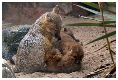 Swift fox