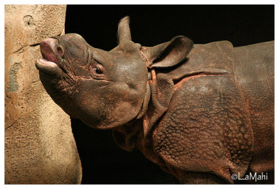 Indian rhinoceros