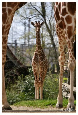 Reticulated giraffe