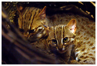 Rusty spotted cat