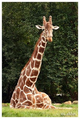 Reticulated giraffe
