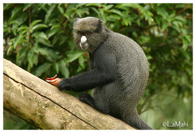 Putty-nose guenon