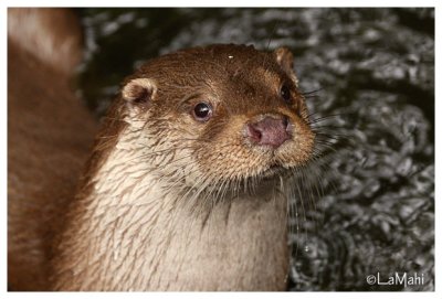 Northern sea otter