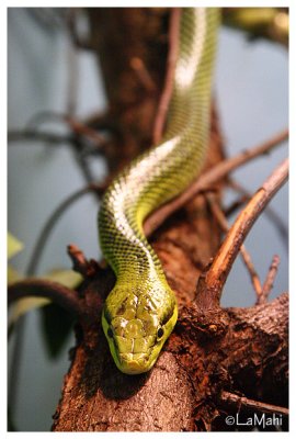 Green snake