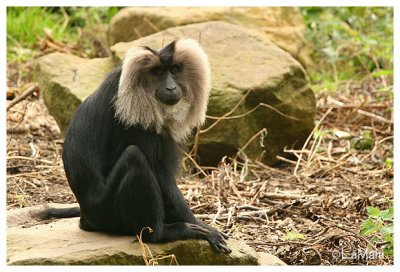 Lion-tailed macaque