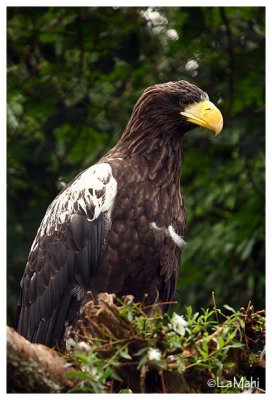 Steller's sea eagle
