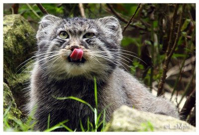 Manul