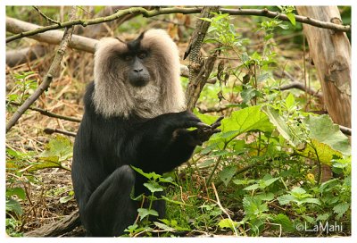 Lion-tailed macaque