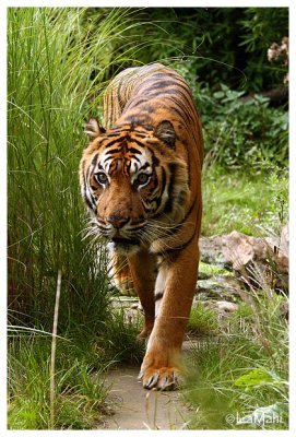 Hermes - Sumatran tiger