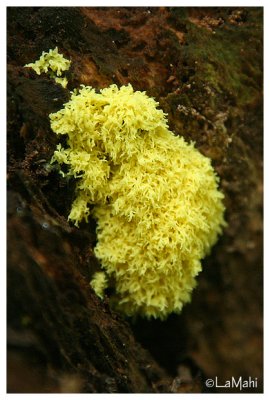 Scrambled-egg slime mold - Heksenboter - Fuligo septica