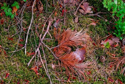Waldviertel_Blockheide-27.jpg
