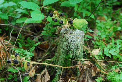 Waldviertel_Blockheide-3.jpg