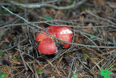 Waldviertel_Blockheide-30.jpg