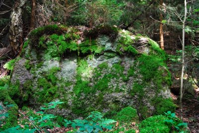 Waldviertel_Blockheide-36.jpg