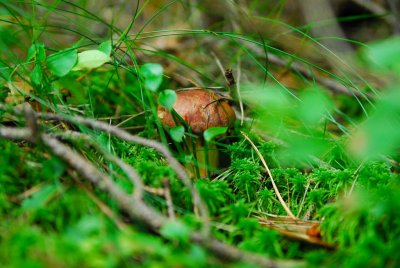 Waldviertel_Blockheide-37.jpg