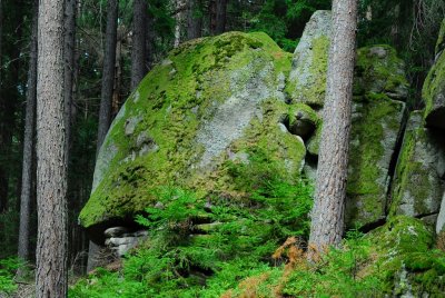 Waldviertel_Blockheide-38.jpg
