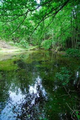 Waldviertel_Blockheide-43.jpg