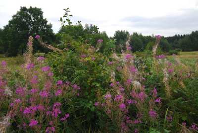 Waldviertel_Blockheide-6.jpg