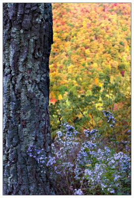 Fall Colors