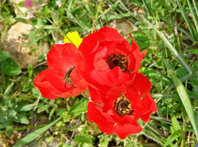 Turkey-Enroute Rumkale-Field Poppies