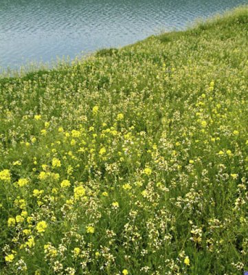 Turkey-Euphrates-Ramukale-Fields of Flowers