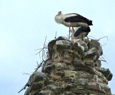 Turkey - Ephesus - I know you are watching me