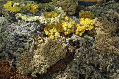 Turkey - Ephesus - Herb Colors