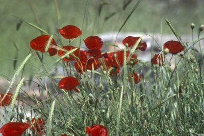 Turkey - Ephesus - Temple of Diana - Poppies