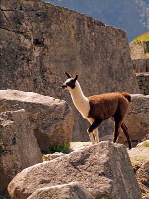 Llama Protector of Machu Pico