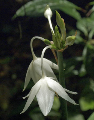 Yachana Lodge-Beauty in flowers